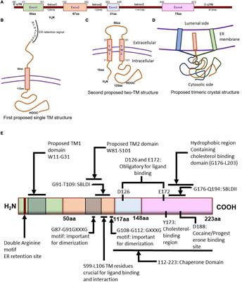 Sigmar1’s Molecular, Cellular, and Biological Functions in Regulating Cellular Pathophysiology